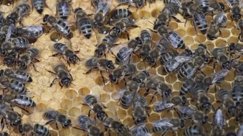 Honey bees Stock Footage 53849991