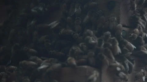 Honey Bees Vídeo Stock 56567048