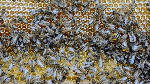 Honey bees. Stock Footage 77782299