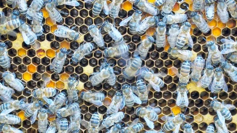 Honey bees. Stock Footage 79814685