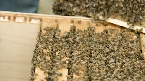 Honey Bees Stock Footage 91041790