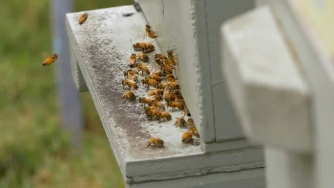 HONEY BEES Stock Footage 99816260