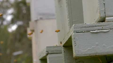 HONEY BEES Stock Footage 99816447