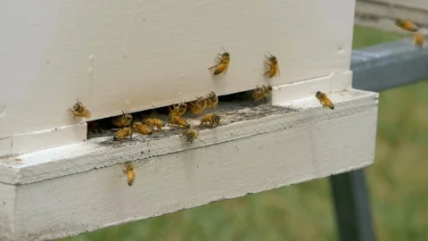 HONEY BEES Stock Footage 99816573