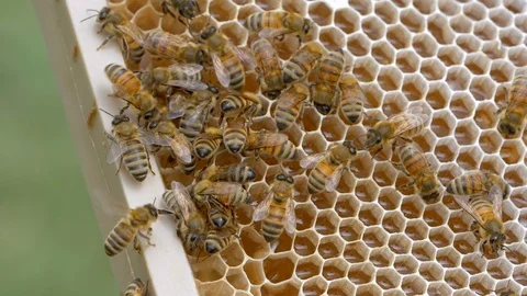HONEY BEES Stock Footage 99816973