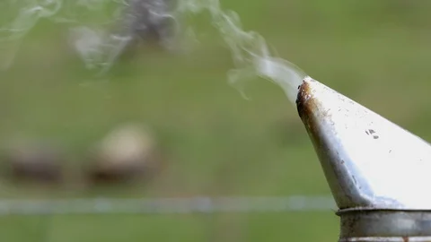 HONEY BEES Stock Footage 99816983