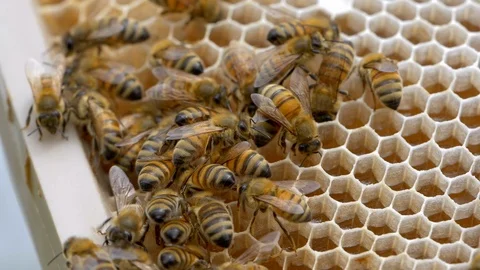 HONEY BEES Stock Footage 99817177