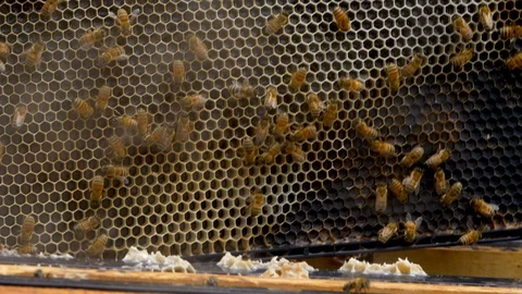 HONEY BEES Stock Footage 99817228