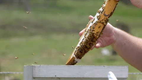 HONEY BEES Stock Footage 99817289
