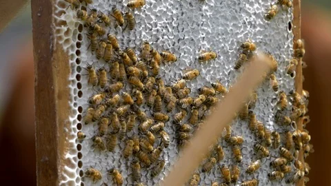 HONEY BEES Stock Footage 99817319