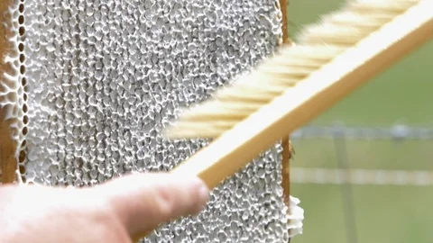 HONEY BEES Stock Footage 99817422