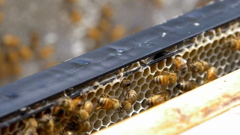 HONEY BEES Stock Footage 99817819
