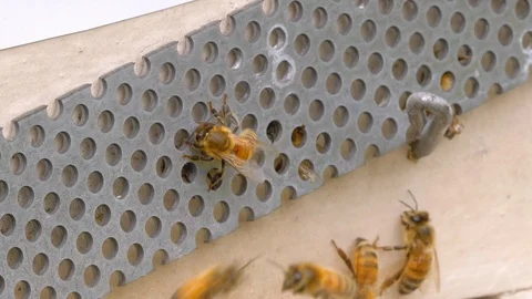 HONEY BEES Stock Footage 99817917