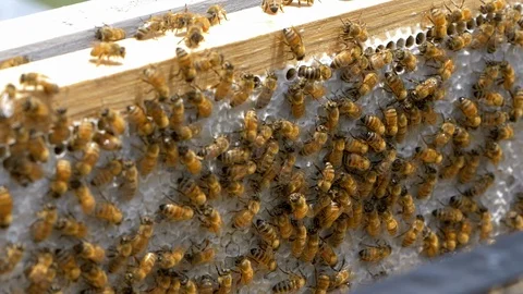 HONEY BEES Stock Footage 99818179