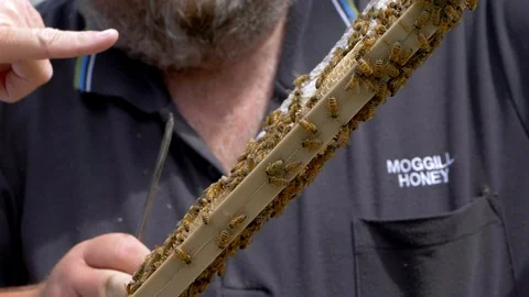 HONEY BEES Stock Footage 99824514