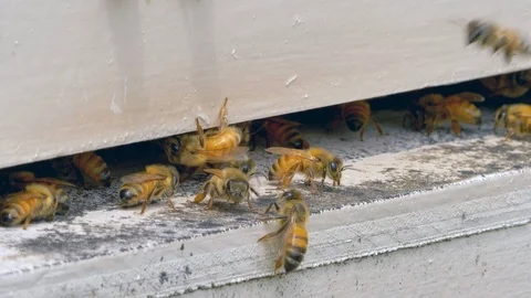 HONEY BEES Stock-Footage 99825025