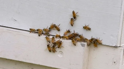 HONEY BEES Stock Footage 99839330