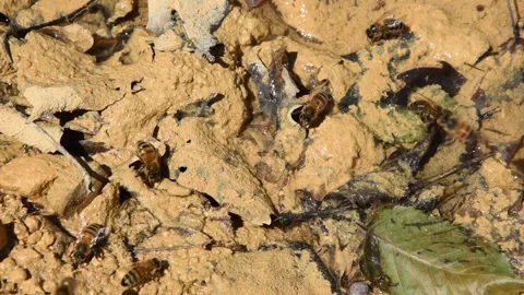 Honey bees Stock Footage 131074236