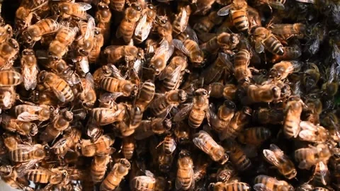Honey bees Stock Footage 139420824