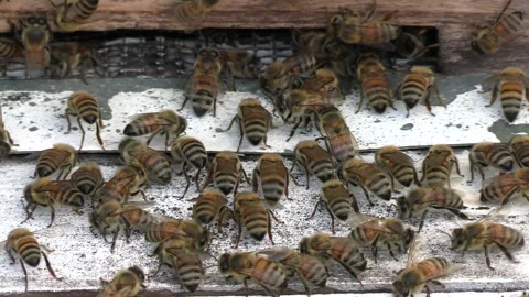 Honey bees Stock Footage 154882454