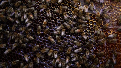 Honey bees Stock Footage 167186310