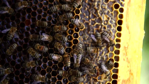 Honey bees Stock Footage 167186347