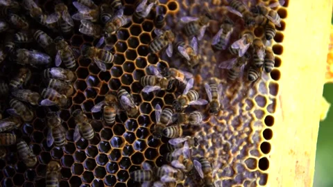 Honey bees Stock Footage 167186427