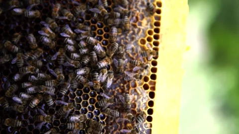 Honey bees Stock Footage 167186434
