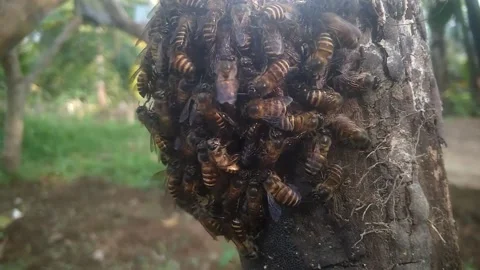 Honey bees Stock Footage 169257615