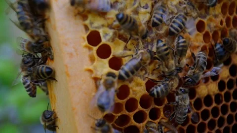 Honey bees Video stock 270089308