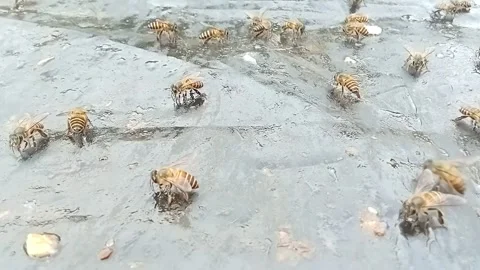 Honey bees  Stock Footage 327541699