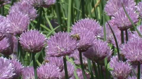 Honey bees foraging Stock-Footage 11059891