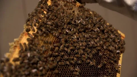 Honey Bees on Frame with Focus Shift Stock Footage 154420293