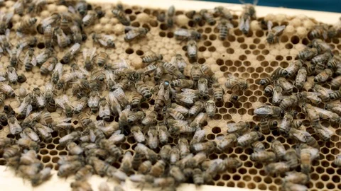 Honey Bee's on a Frame Stock Footage 91042272