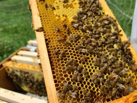 Honey bees on frame Stock Photos