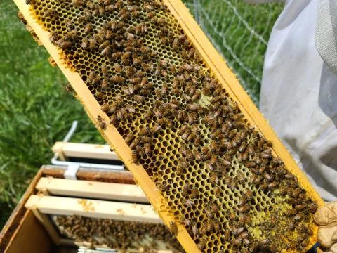 Honey bees on frame Stock Photos