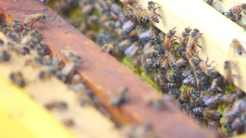 Honey Bees in frames being inspected Vídeo Stock 154752119