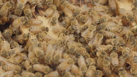Honey Bees on Frames - Close Stock Footage 125346980