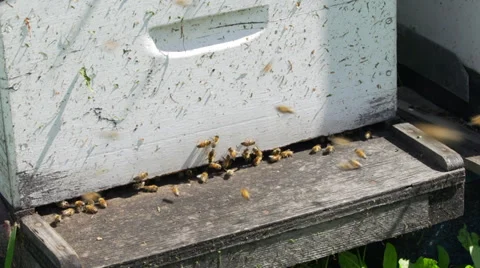 Honey bees at front of hive Video stock 34455470
