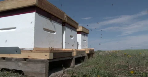 Honey bees at front of hive Video stock 53459078