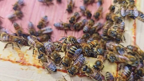 Honey Bees Gathering on Open Hive Frame Stock Footage 344010266