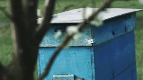 Honey Bees Get and Put in the Hive 動画素材 71698150