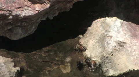 Honey bees getting a drink from a puddle after a rain storm 스톡 동영상 55048753