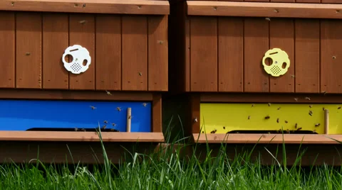 Honey bees going in and out of hive Stock Footage 50295502
