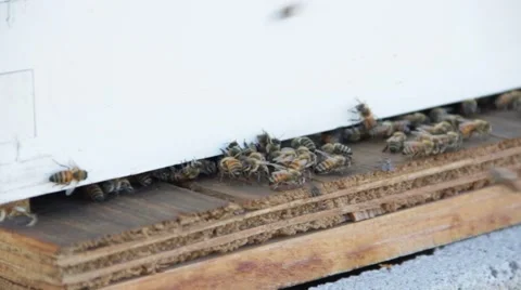 Honey Bees HD Stock Footage 43096639