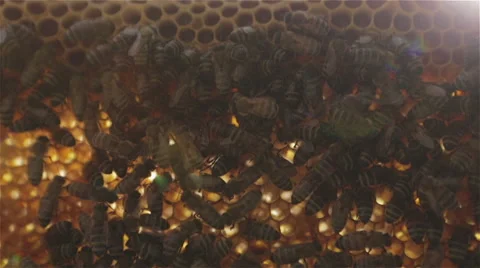 Honey Bees in Hive 01 Stock Footage 54238014