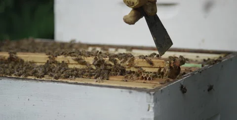 Honey Bees in the Hive - Bee Keeping Tools Video stock 51570720