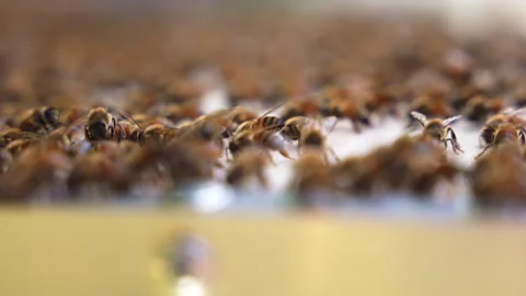 Honey bees on a hive close-up Stock Footage 287947305