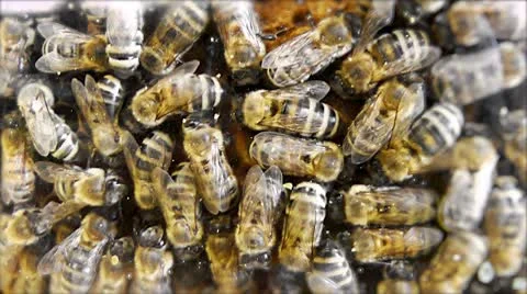 Honey bees in Hive Stock-Footage 10605379