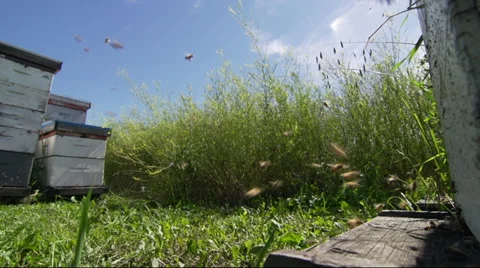 Honey bees at hive Video stock 34144792